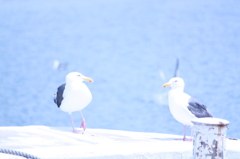 カモメの会話