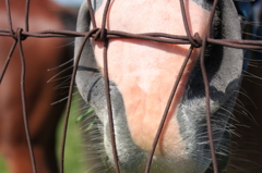 馬の鼻