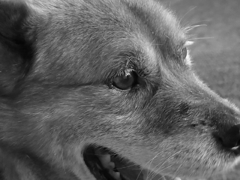 犬