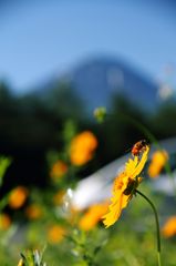 富士とハチと