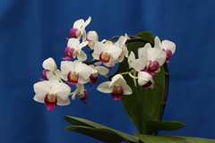 Phalaenopsis006