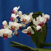 Phalaenopsis006