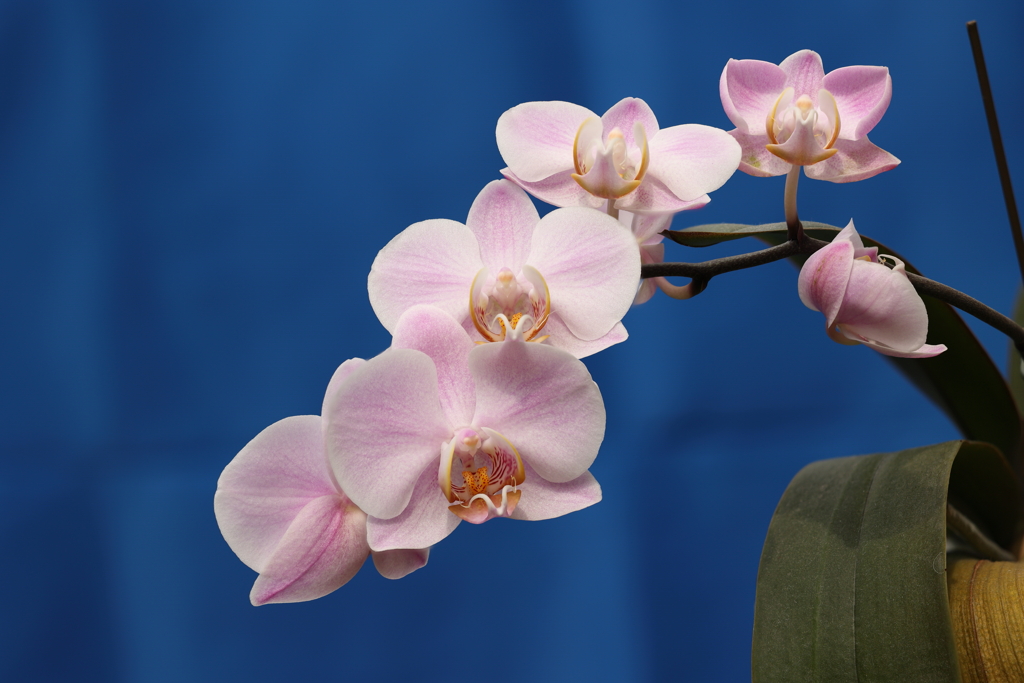 Phalaenopsis005