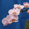 Phalaenopsis005
