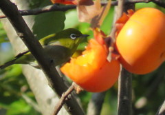 東京港野鳥公園