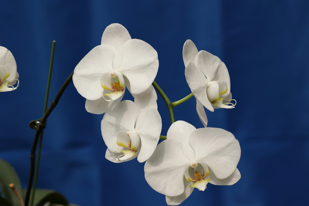 Phalaenopsis009