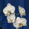 Phalaenopsis009