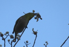 メジロのお食事