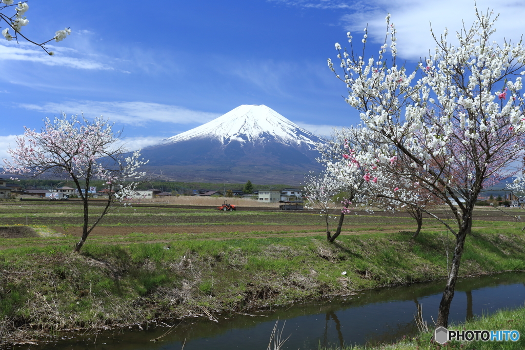 忍野の春