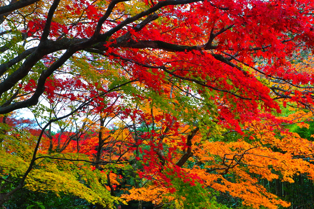 kyoto0027