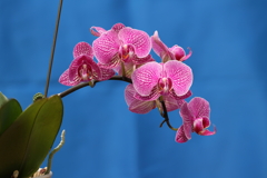 Phalaenopsis003