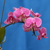 Phalaenopsis003