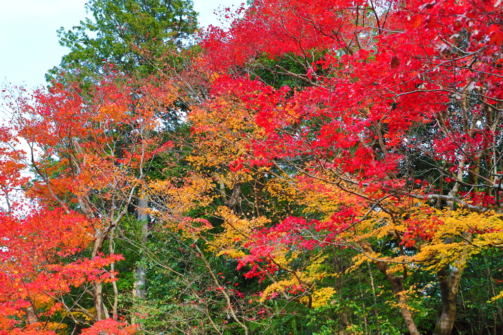 kyoto0026