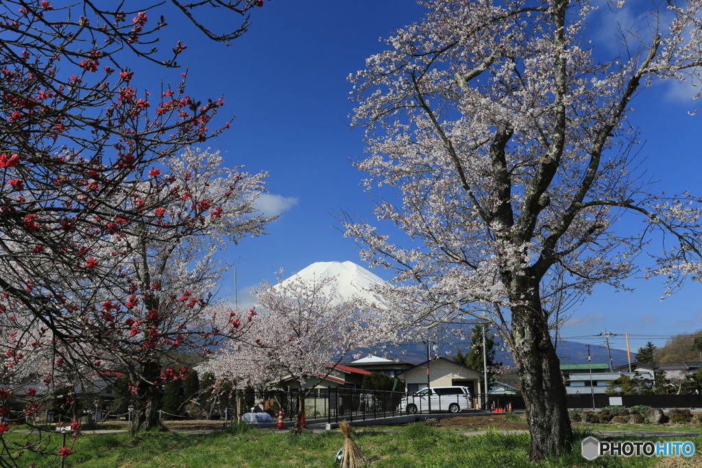 忍野の春