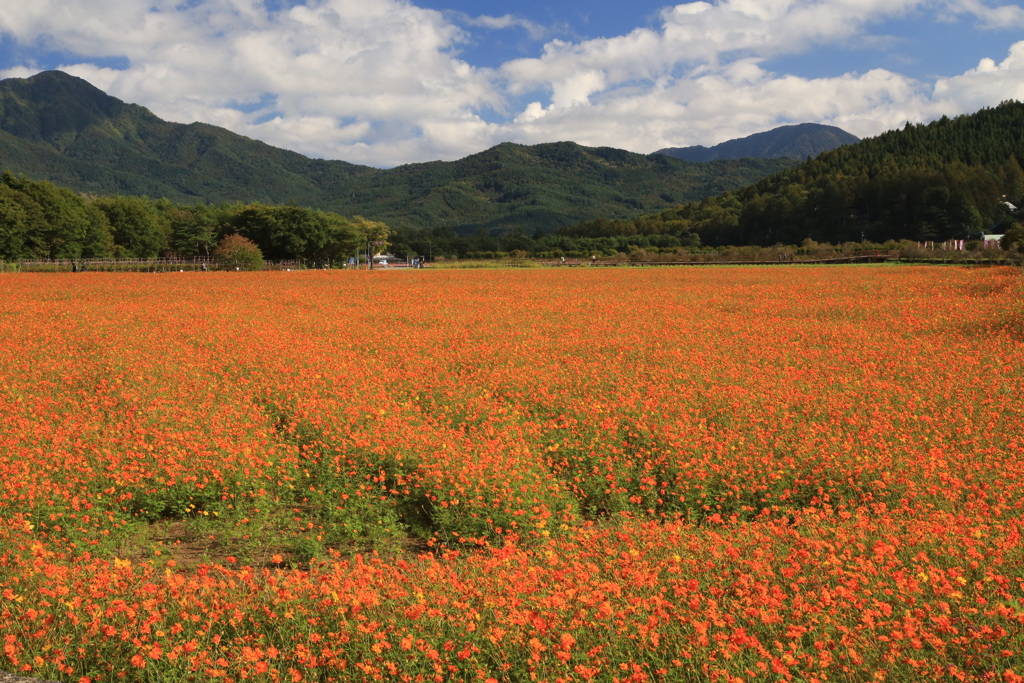 花の都公園