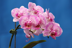 Phalaenopsis004