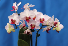 Phalaenopsis001