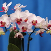 Phalaenopsis001
