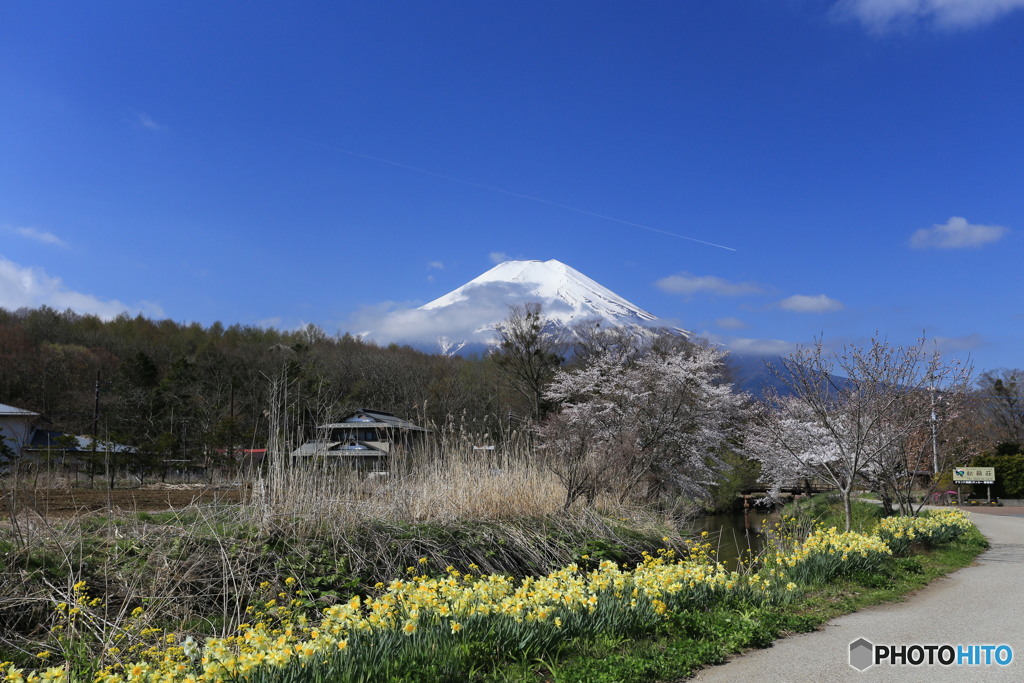 忍野の春