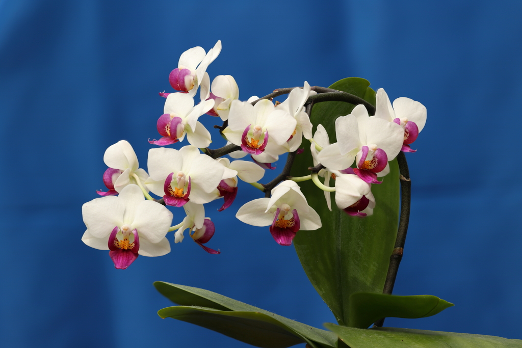 Phalaenopsis007