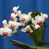 Phalaenopsis007