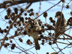 雀と眼があいました.