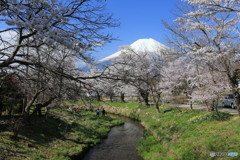 忍野の春