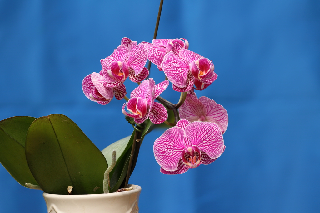 Phalaenopsis002