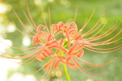曼珠沙華（赤）