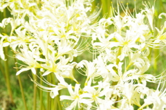 曼珠沙華（白）