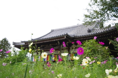 般若寺（コスモス寺）