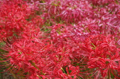 曼珠沙華（赤）2
