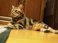 チャリ男