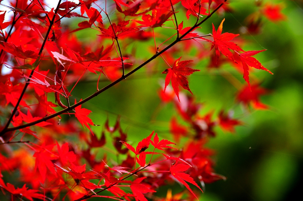 紅葉