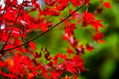 紅葉