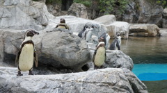 フンボルトペンギン