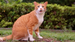 野良猫かわゆい