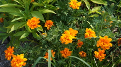 道端のお花です