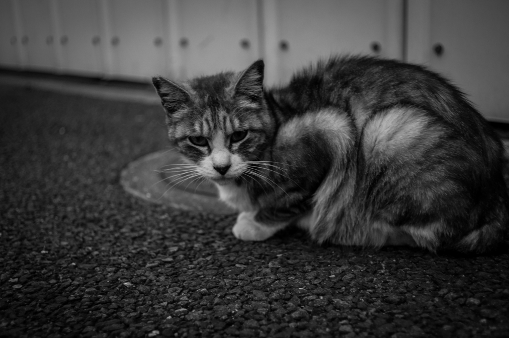 cat その2