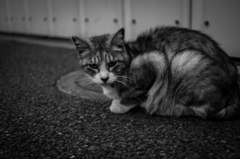 cat その2