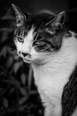 cat その1