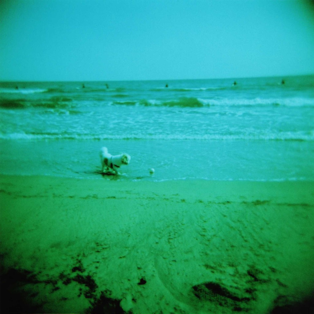海犬