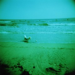 海犬