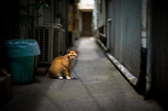 路地裏のネコ