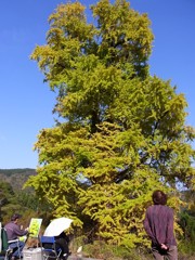 去川の大イチョウ