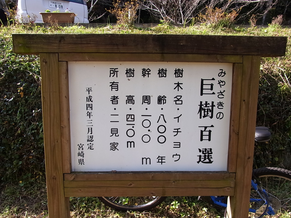 去川の大イチョウ