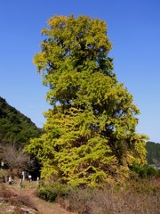 去川の大イチョウ