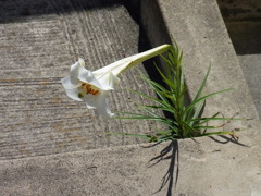 白百合