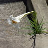 白百合