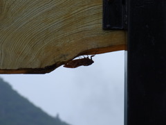 蝉